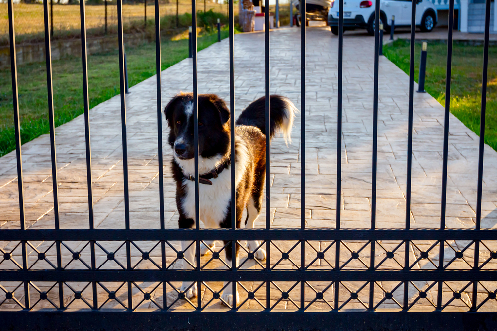 New dog fence with aluminum panels that prevents dogs from escaping while enhancing curbside visual appeal