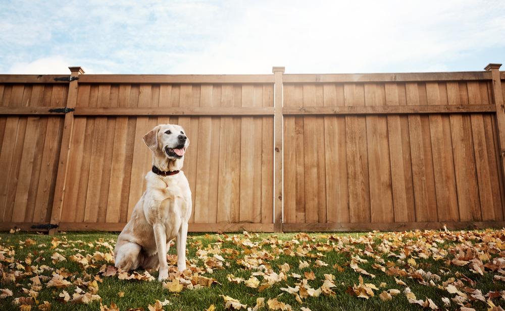 Wooden fences installed along a clean fence line, offering full privacy and safety for furry friends in a backyard