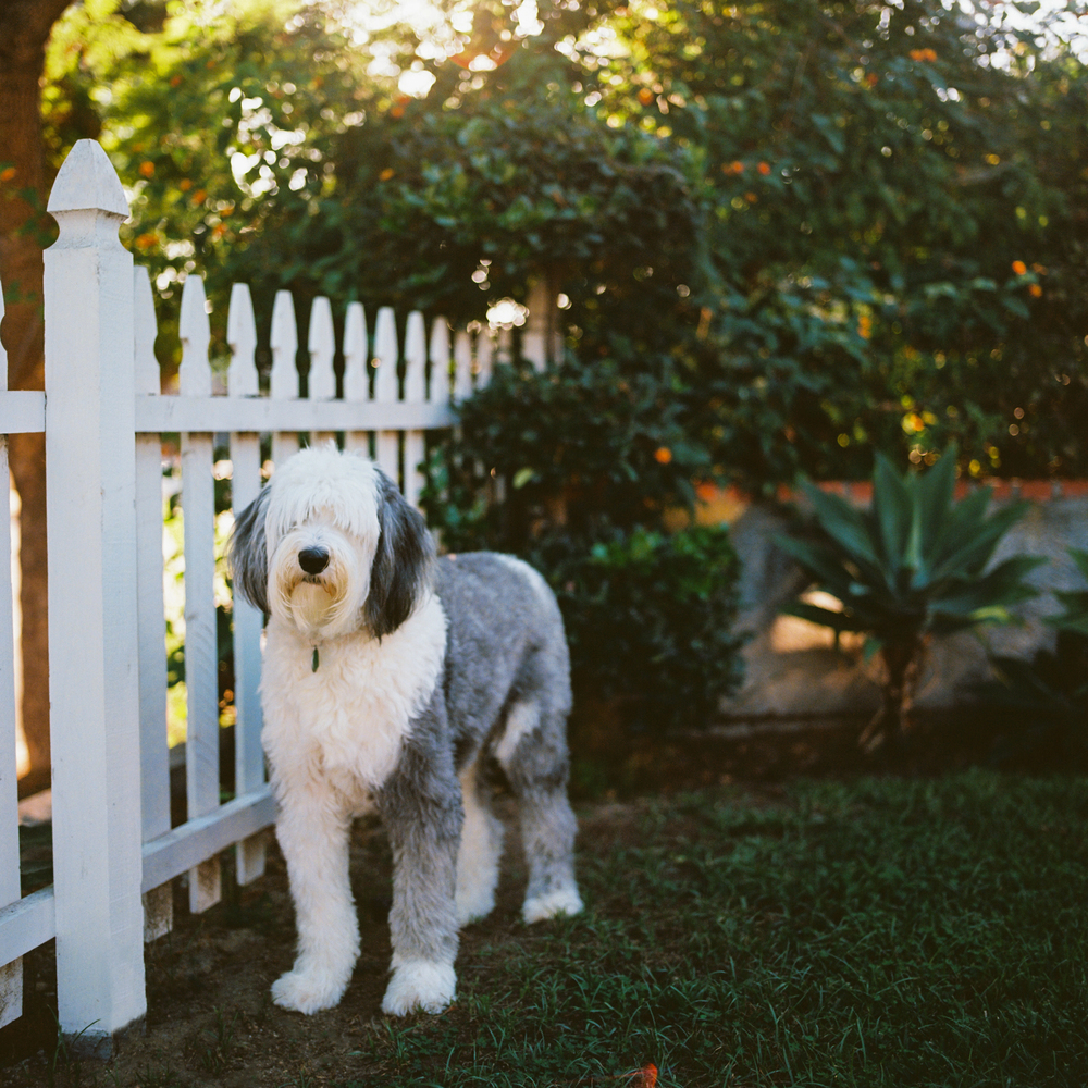 Cost-effective dog-proof fence with a visual barrier created by alternating pickets in a shadowbox design
